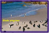 Pingviner, Haute Bay